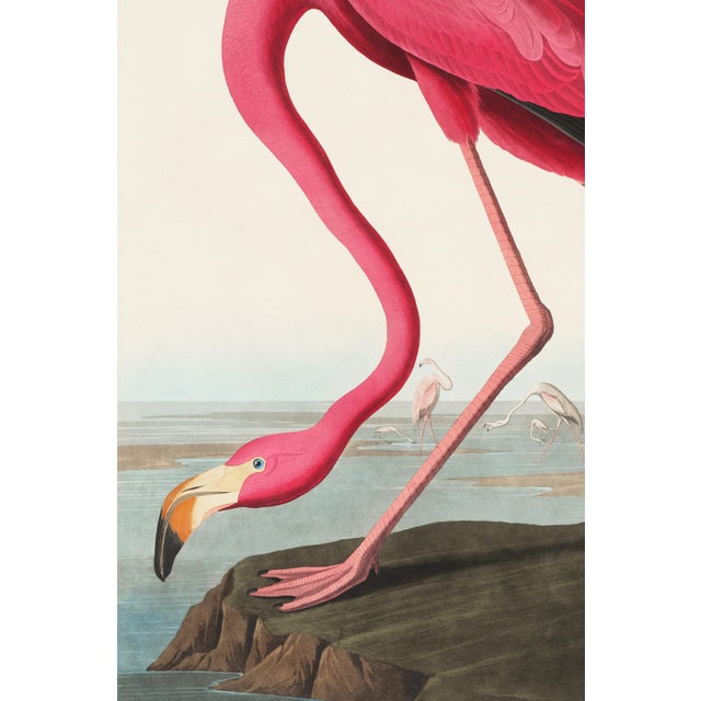 Black Audubon Flamingo & Heron Set, Vintage Art Print Reproductions, 24″ × 36″ For Sale - Image 8 of 10
