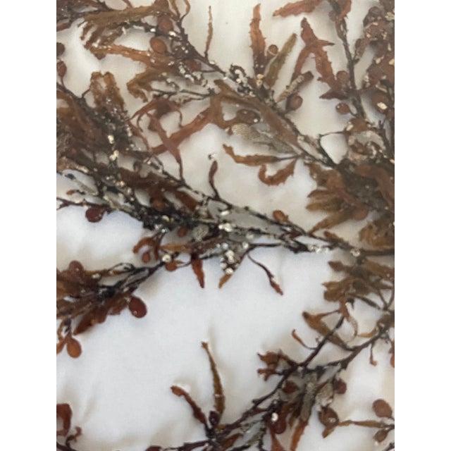 Brown 1970s Florida Brown SeaWeed Sargassum Herbarium a Pair Framed For Sale - Image 8 of 9