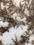 Brown 1970s Florida Brown SeaWeed Sargassum Herbarium a Pair Framed For Sale - Image 8 of 9