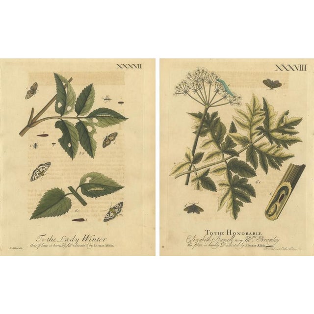 Albin, English Moths and Caterpillars on Hedgerow Plants, 1720, Prints, Set of 2 For Sale - Image 4 of 9