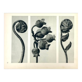 Antique Botanical Blossfeldt Print - No. 33 For Sale