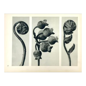Antique Botanical Blossfeldt Print - No. 33