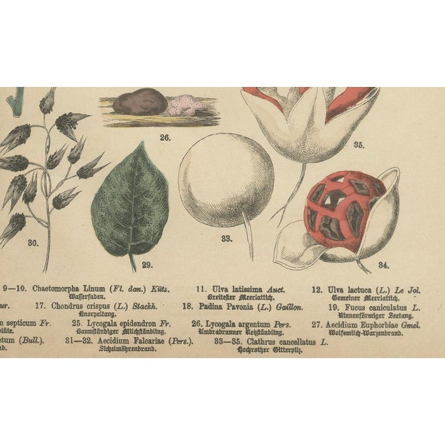 Dr. Wilhelm Fünfstück, Antique Mushroom Plate European Fungi Study, 1885, Paper For Sale - Image 3 of 9