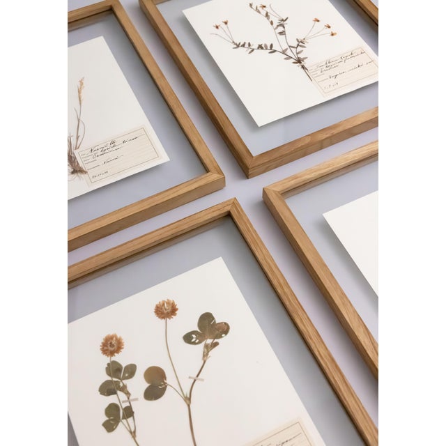 Custom Framed Antique Finnish Herbarium Botanical Specimens (Floating Photo Picture Frame) For Sale - Image 4 of 9