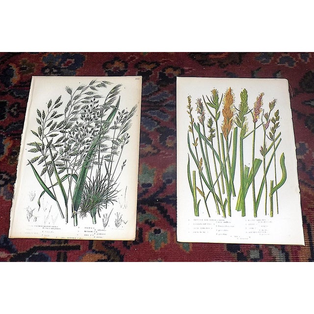 These twelve (12) antique 19th century botanical chromolithographs (each color laid in with a separate lithographic stone)...