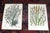 These twelve (12) antique 19th century botanical chromolithographs (each color laid in with a separate lithographic stone)...