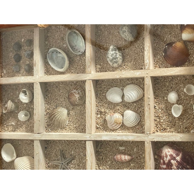 Nice collection of Florida sea life marine specimens in box.