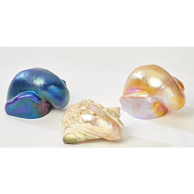 Mid 20th Century Decorative Conch Sea Shells Signed Carl Radke - Set of 3 For Sale - Image 4 of 5