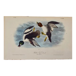 Audubon Golden Eye Duck: An Original 1st Edition Hand Colored Audubon Bird Lithograph, 1840 For Sale