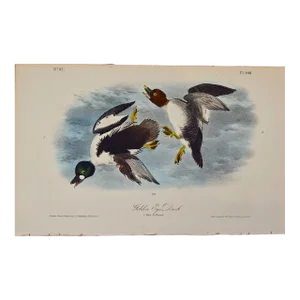 Audubon Golden Eye Duck: An Original 1st Edition Hand Colored Audubon Bird Lithograph, 1840