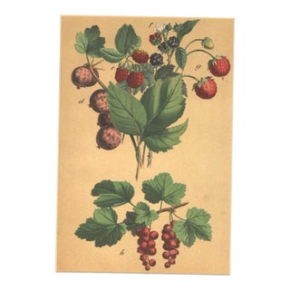 Rare 1860s French Antique Chromolithograph Botanical of Fruits-Strawberries, Raspberries, Red Currants.,etc Matted For Sale