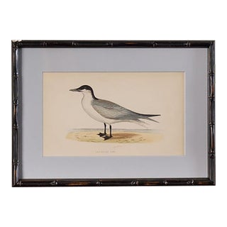 Antique Hand Colored Bird Engraving (C. 1865) | in Contemporary Black Bamboo Frame ( Gull Billed Tern) For Sale