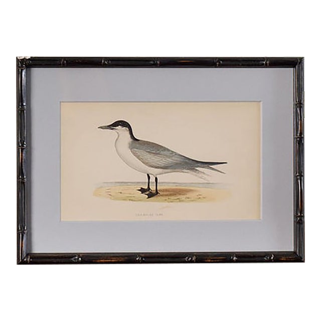 Antique Hand Colored Bird Engraving (C. 1865) | in Contemporary Black Bamboo Frame ( Gull Billed Tern) For Sale