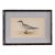 Antique Hand Colored Bird Engraving (C. 1865) | in Contemporary Black Bamboo Frame ( Gull Billed Tern) For Sale