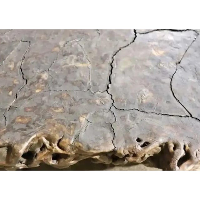 Root Wood Coffee Table For Sale - Image 4 of 5