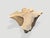Andrianna Shamaris Amorphous Bleached Teak Wood Coffee Table For Sale - Image 4 of 6