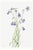 Harebell, Vintage Botanical Art Print Reproduction by Mary Vaux Walcott, 40" X 60" For Sale
