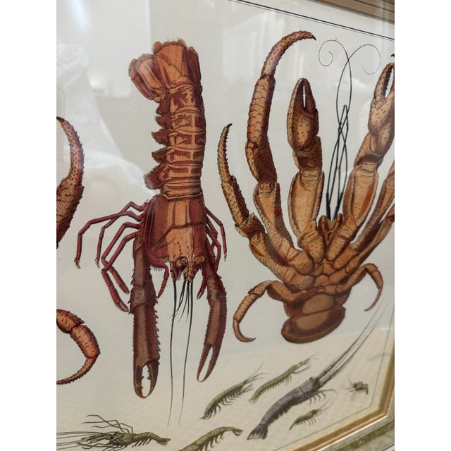 Lobster Vintage Print For Sale In Miami - Image 6 of 6