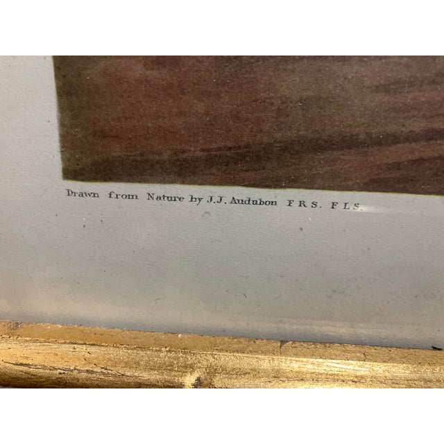 Mid 19th Century Second Edition John James Audubon Print King Duck, Plate CCLXXVI For Sale In Chicago - Image 6 of 12