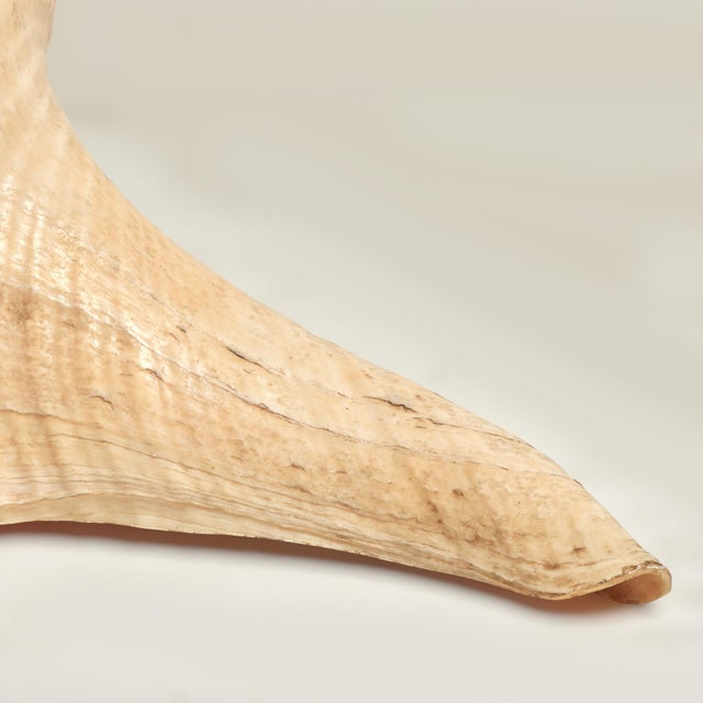 Large Syrinx Aranus Shell Specimen For Sale - Image 10 of 10