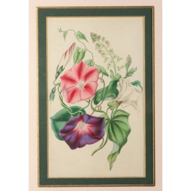 Lessons From the Vegetable World: Robert Mackenzie Stark Botanical Prints 1858 For Sale - Image 11 of 13