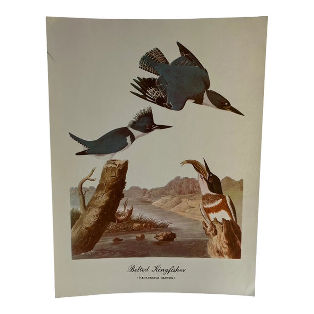 1960s After Audubon Belted Kingfisher Print For Sale