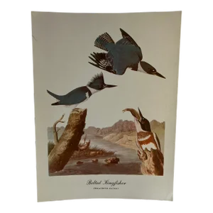 1960s After Audubon Belted Kingfisher Print