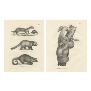 After Schinz, Exotic Mammals, 1830, Prints, Set of 2 For Sale
