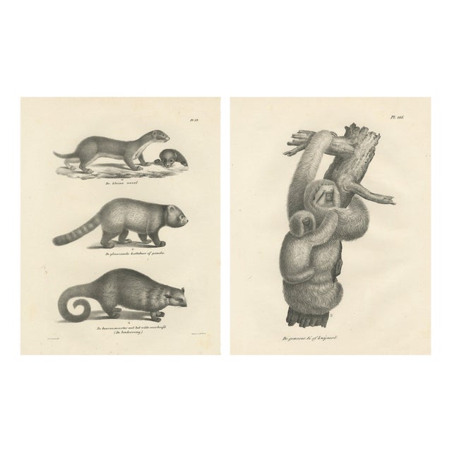 After Schinz, Exotic Mammals, 1830, Prints, Set of 2 For Sale