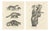 After Schinz, Exotic Mammals, 1830, Prints, Set of 2 For Sale
