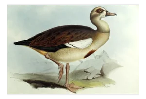 Egyptian Goose Original Print by John Gould, 1837