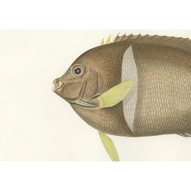 Barrois, King Angelfish, 1845, Lithograph on Paper For Sale - Image 4 of 10