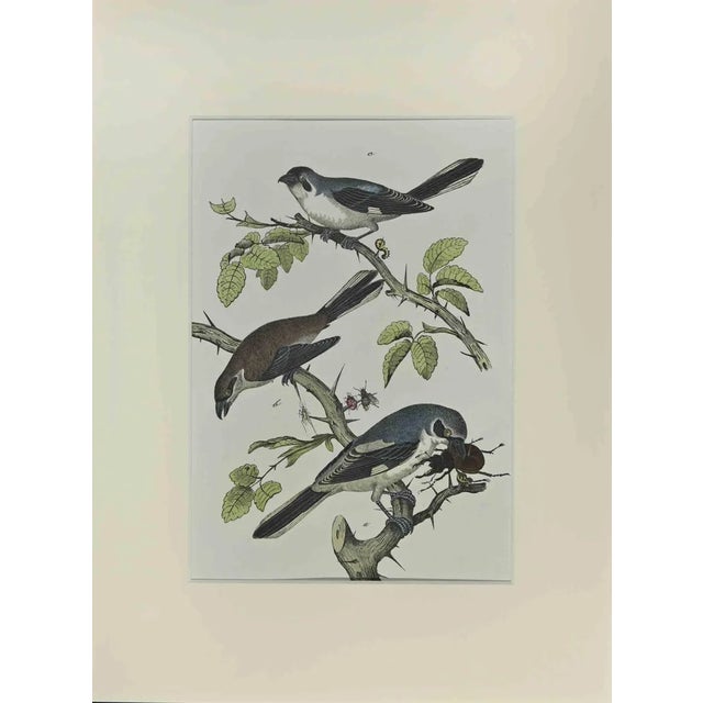Johann Friedrich Naumann, Little Blue Birds, Etching, 1840 For Sale