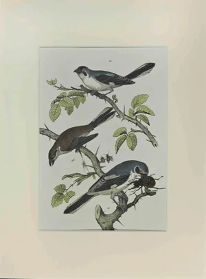 Johann Friedrich Naumann, Little Blue Birds, Etching, 1840