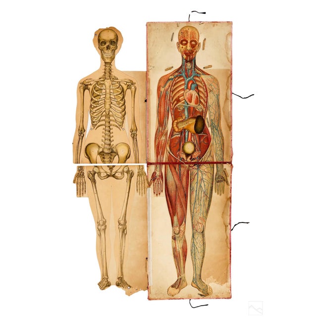 Pair of Rare Life-Sized Pilz Anatomical Flap Manikins, Germany, c. 1890 For Sale - Image 10 of 18