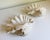 A pair of vintage plaster clam shell wall pockets designed in the signature 1930s-1940s Hollywood Regency style....