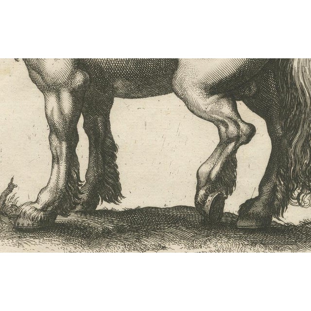 Paper Jonstonus & Merian, Early Frisian and Hungarian Horse Engraving, 1650, Engraving For Sale - Image 7 of 12