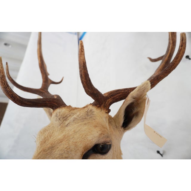 Tan Leucistic Fallow Deer Head Bust Mount For Sale - Image 8 of 18
