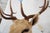 Tan Leucistic Fallow Deer Head Bust Mount For Sale - Image 8 of 18