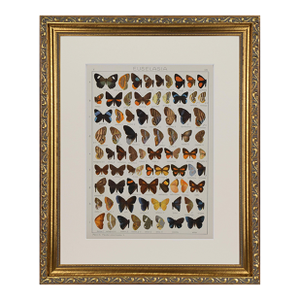 Antique Early 20th Century Butterfly Print 1912