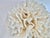 White Natural White Lettuce Coral Specimen Coastal Home Decor For Sale - Image 8 of 8