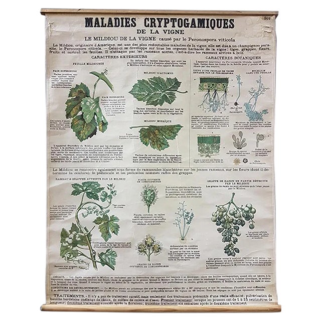 Vintage Disease of the Vines Poster on Toile For Sale