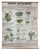 Vintage Disease of the Vines Poster on Toile For Sale