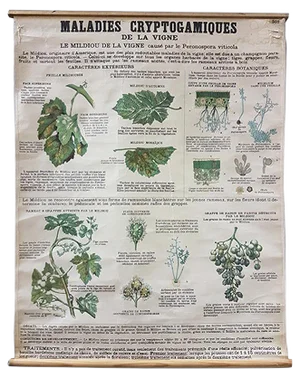Vintage Disease of the Vines Poster on Toile