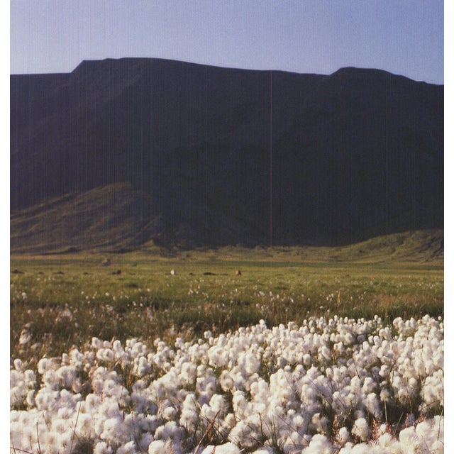 Contemporary Archiv Kiedrowski Moor, Iceland, 2009 For Sale - Image 3 of 4