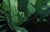 Where the Jungle Speaks by Diego Glazer | Oil on panel Painting of a lush jungle with a thatched hut For Sale - Image 4 of 5