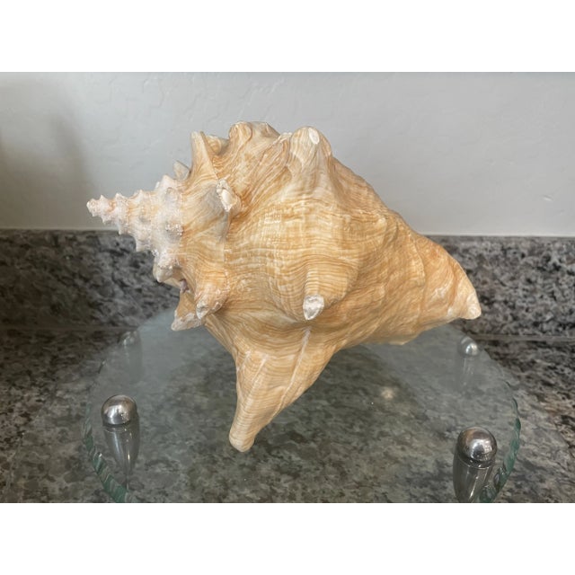 Vintage Mid-Century Modern Conch Seashell For Sale - Image 4 of 8