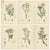 After Sowerby, English Botanical Plates of British Wildflowers & Herbs, Prints, Set of 6 For Sale - Image 9 of 9