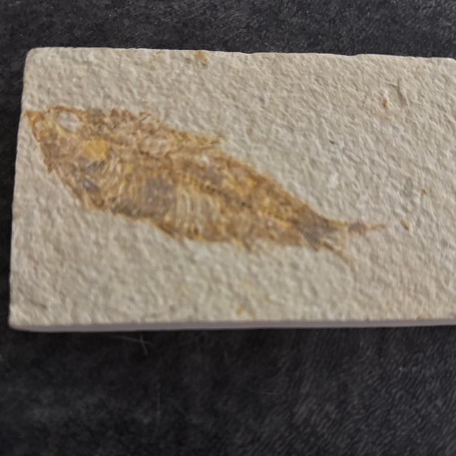 Fossil plate featuring a Knightia fish, from the Green River Formation in Wyoming.