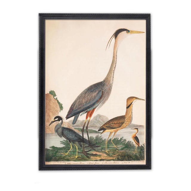 Vintage 19th Century Bird Print, Great Heron and Seabirds – 32" X 40" For Sale - Image 4 of 5